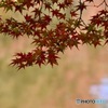 紅葉２