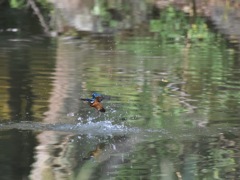 水浴び