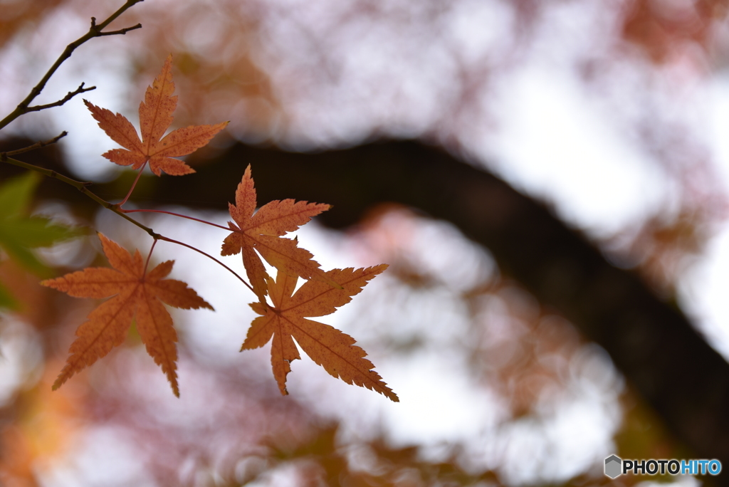 紅葉狩り