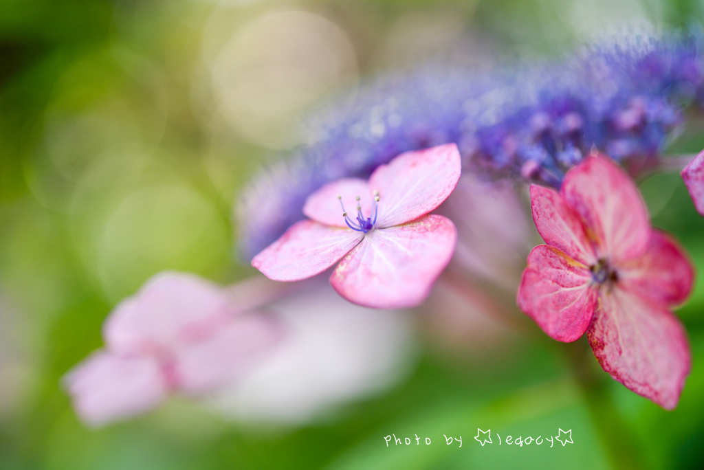 梅雨入り by ☆legacy☆ （ID：8808817） - 写真共有サイト:PHOTOHITO