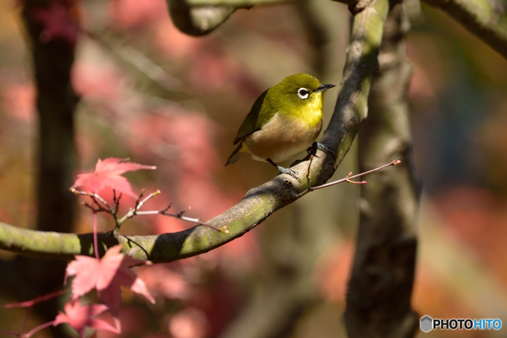紅葉と