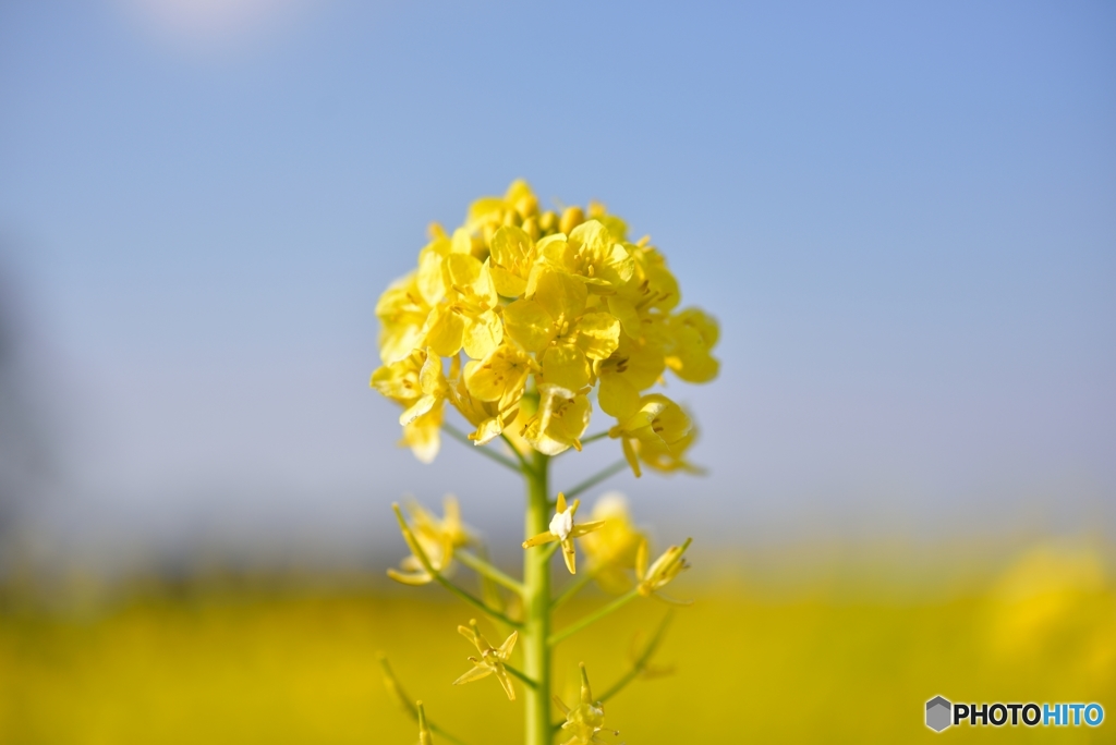 菜の花畑で・・・