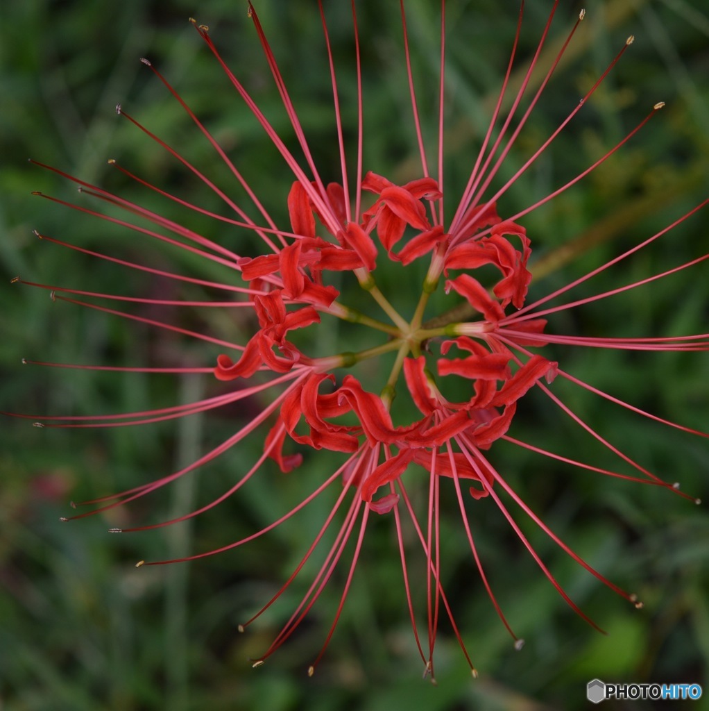 曼珠沙華