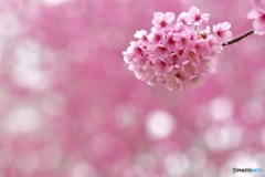 桜〜ピンク・ピンク〜