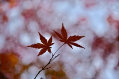 紅葉