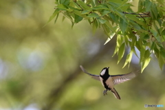 シジュウカラ