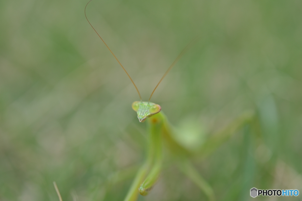 カマキリ
