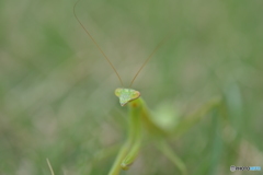 カマキリ