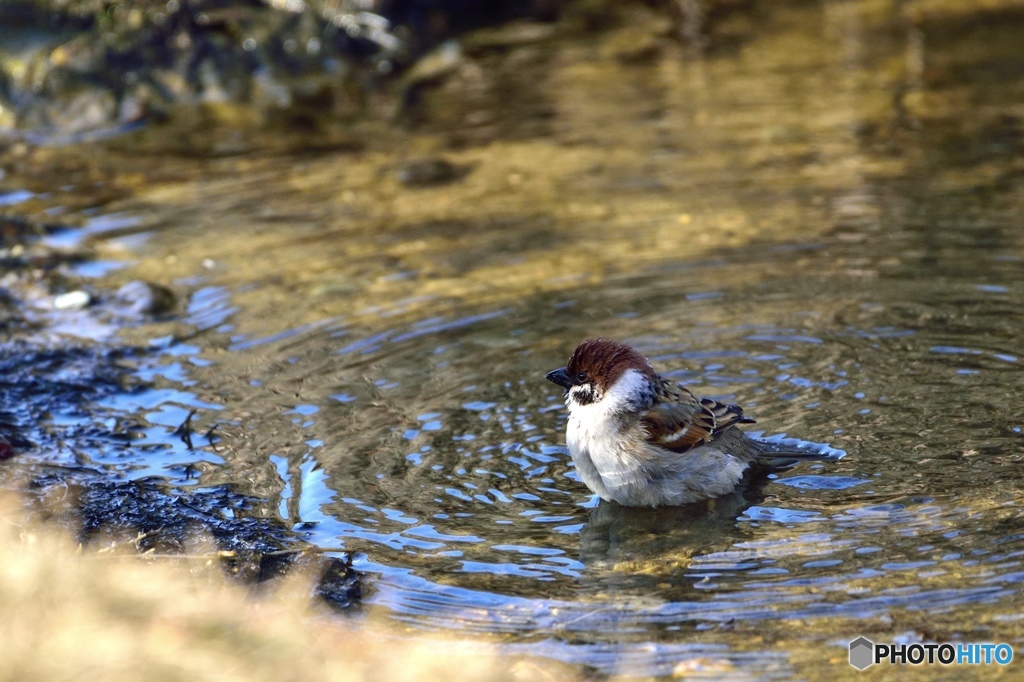 チュンチュン、水浴び