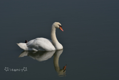 白鳥の池