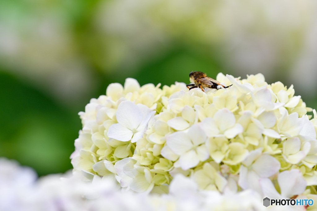 紫陽花のベットで