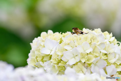 紫陽花のベットで