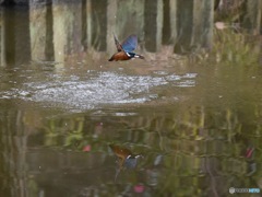 カワセミ 捕食