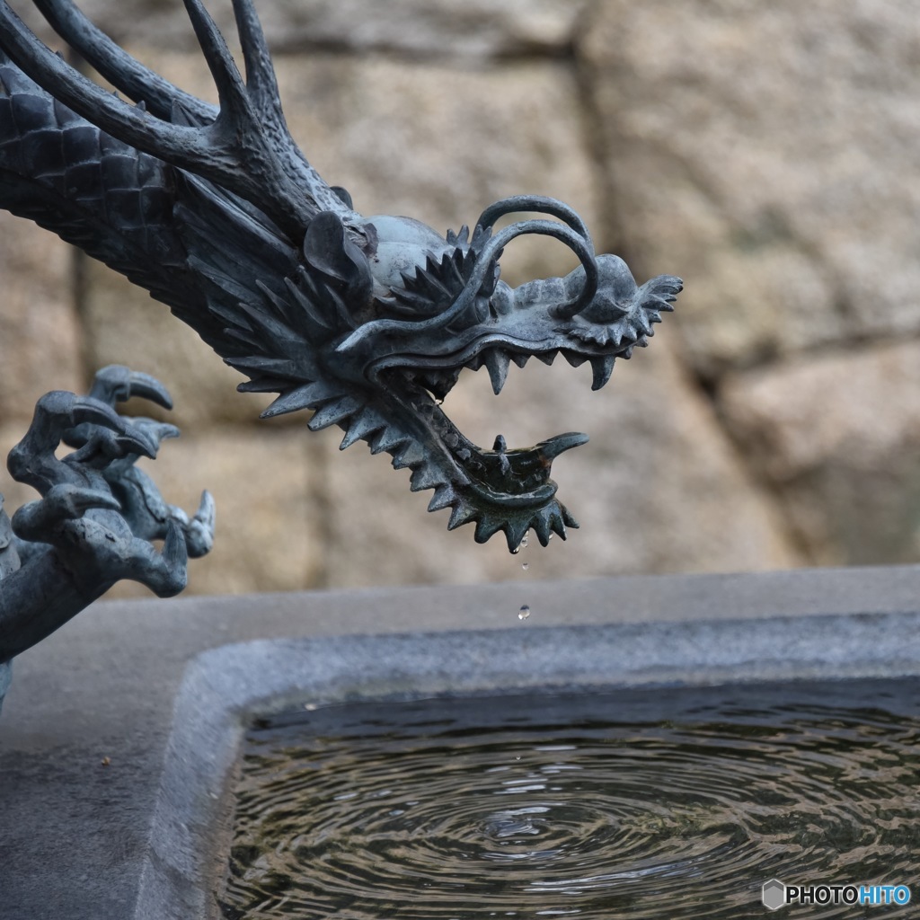 吐水龍
