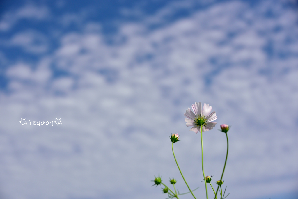 乙女心と秋の空