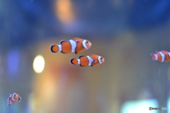 ニモ