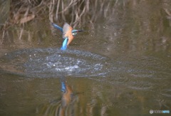 カワセミ 獲物ゲット