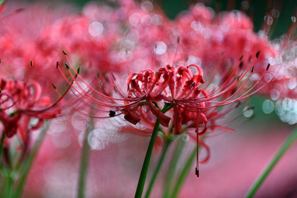 雨上がりの曼珠沙華1