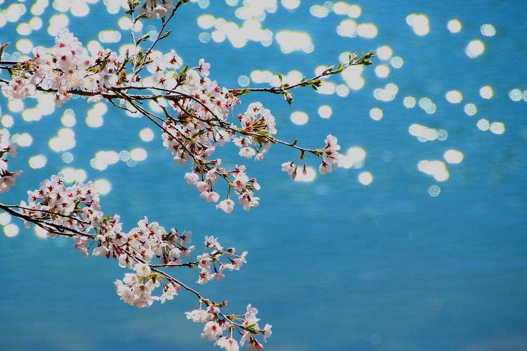 湖面の　さくら