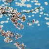 湖面の　さくら