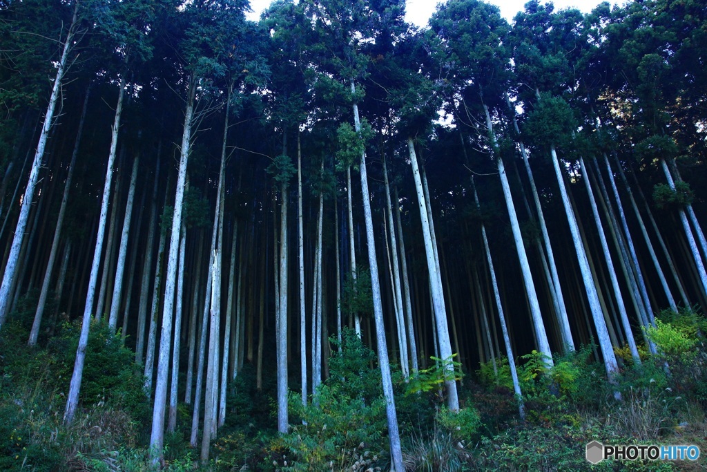 杉林