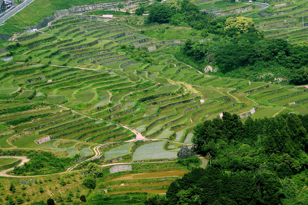棚田風景