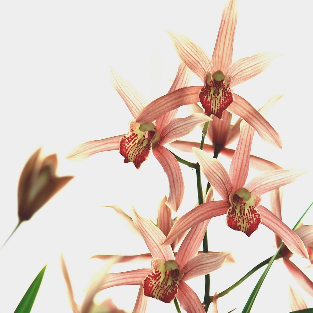 我が家の秋芳蘭