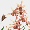 我が家の秋芳蘭