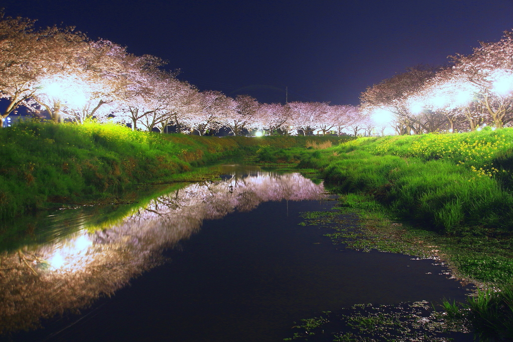 ・夜・水面にも咲くさくら