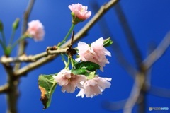 桜・さくら・サクラ