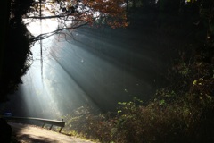 山路で出会った光景