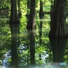 湖面の木立