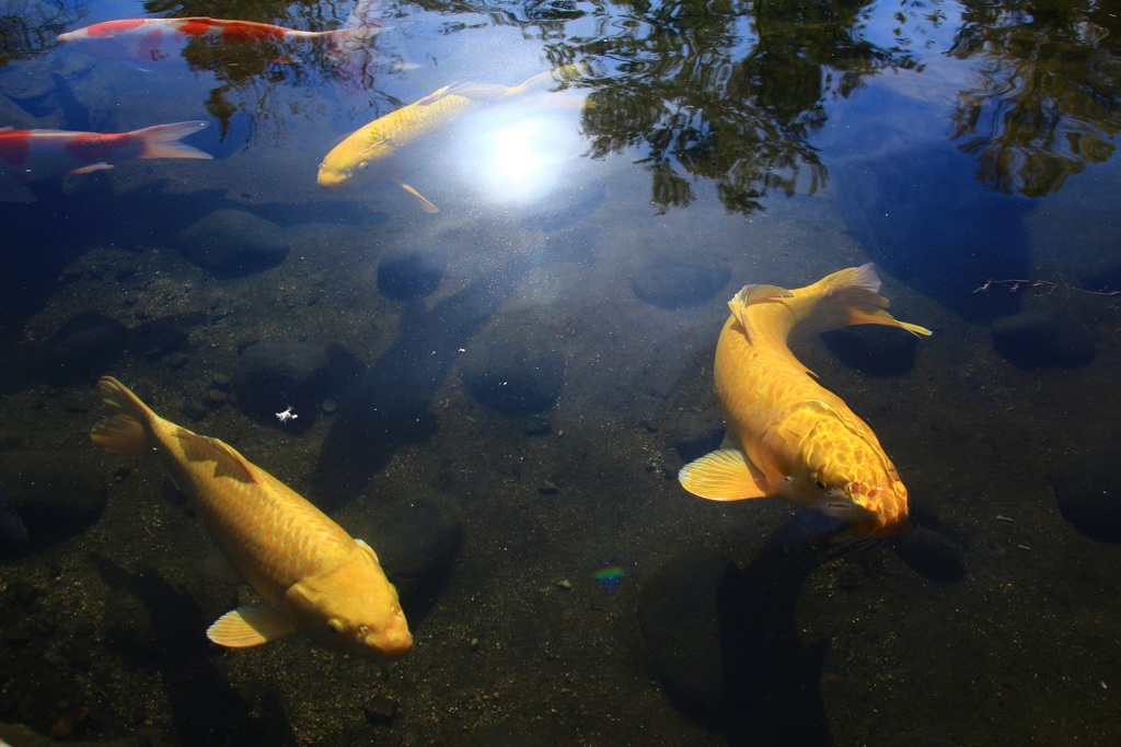 鯉　恋　来い
