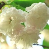 八重サクラ