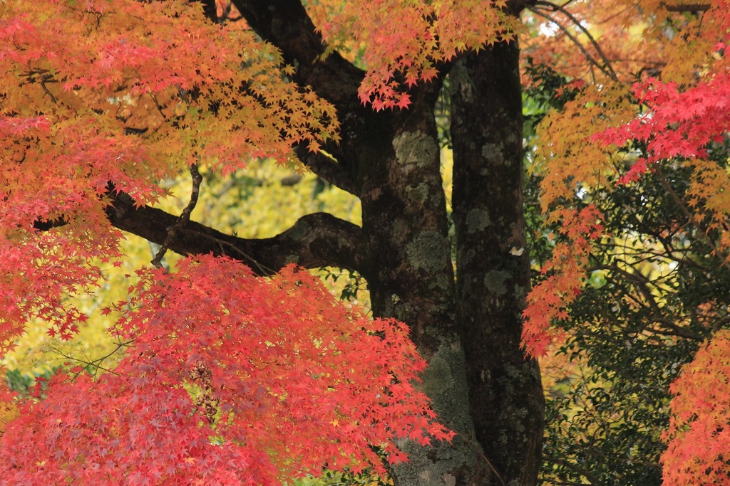 色づく　秋