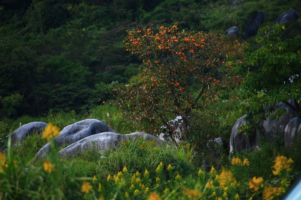 秋の平尾台