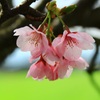春の詩  【陽光桜】