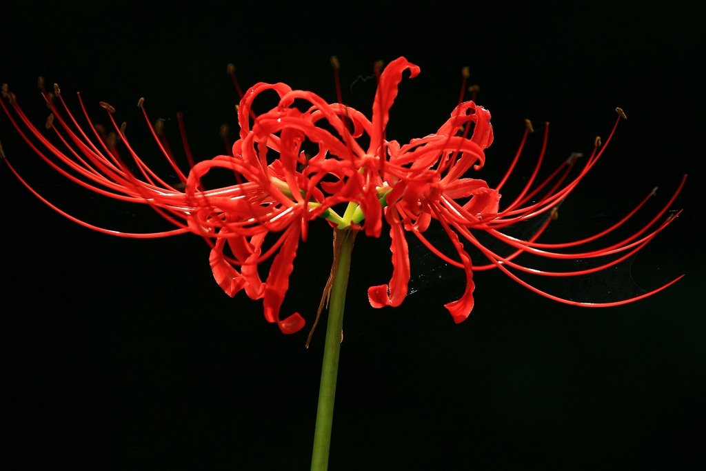 曼珠沙華