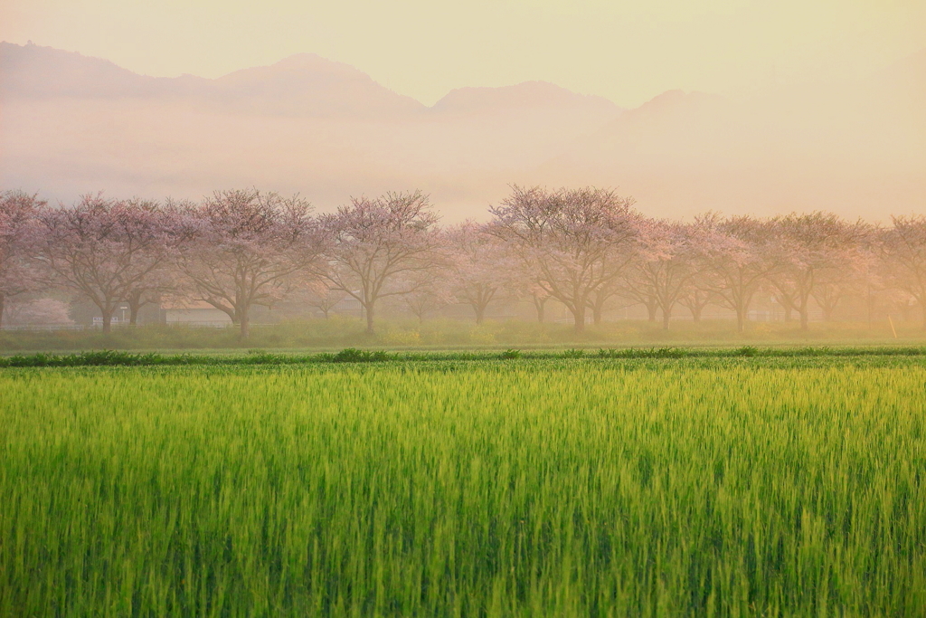 待ち遠しいなぁ～・桜の季節