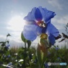 光る露草