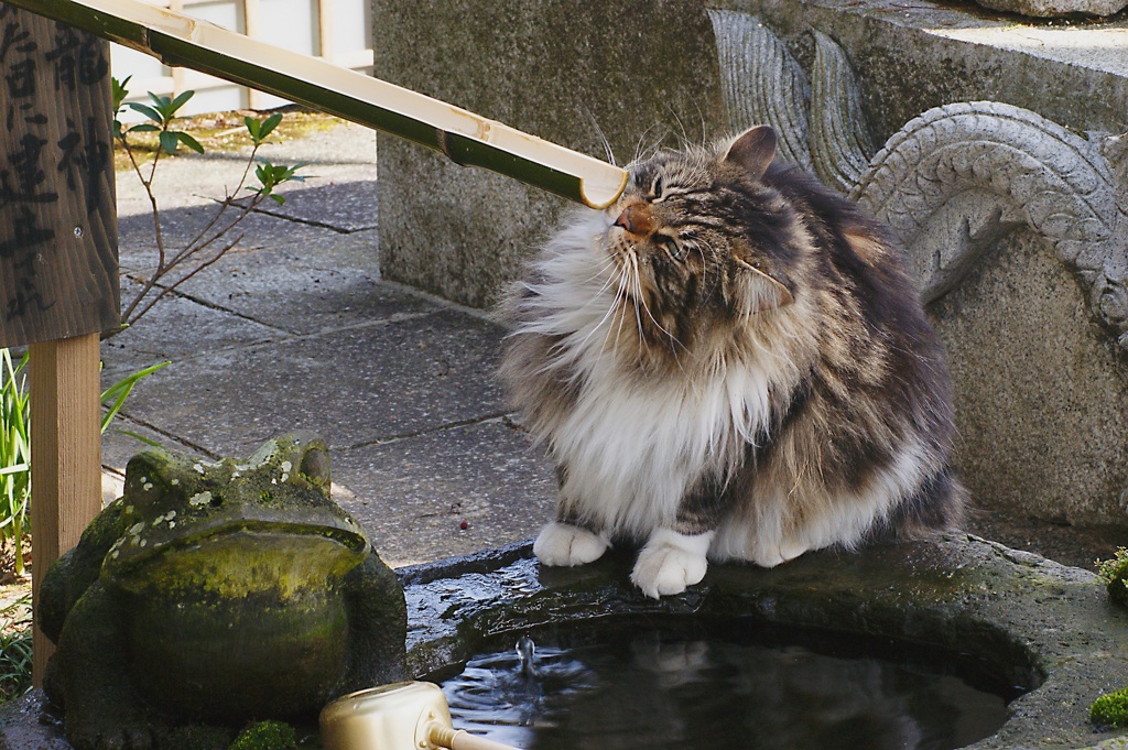 水のある風景 35 【猫】
