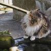 水のある風景 35 【猫】