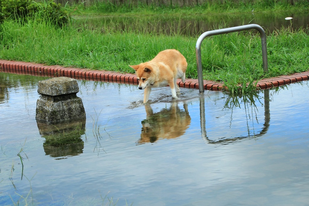 雨の後を