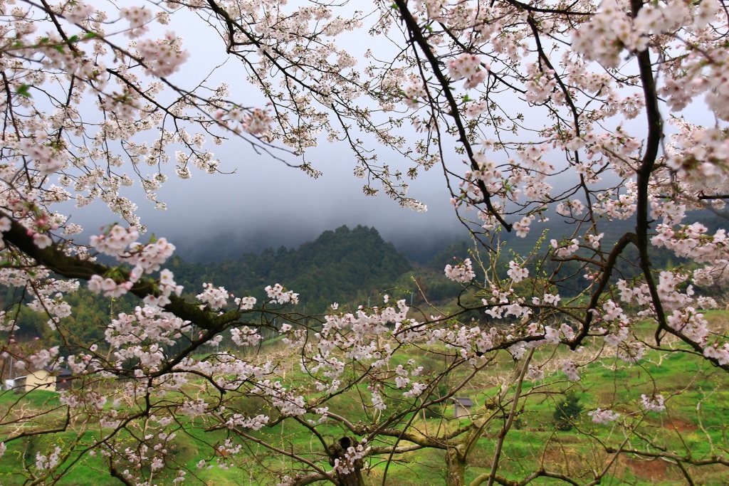 霧の花見