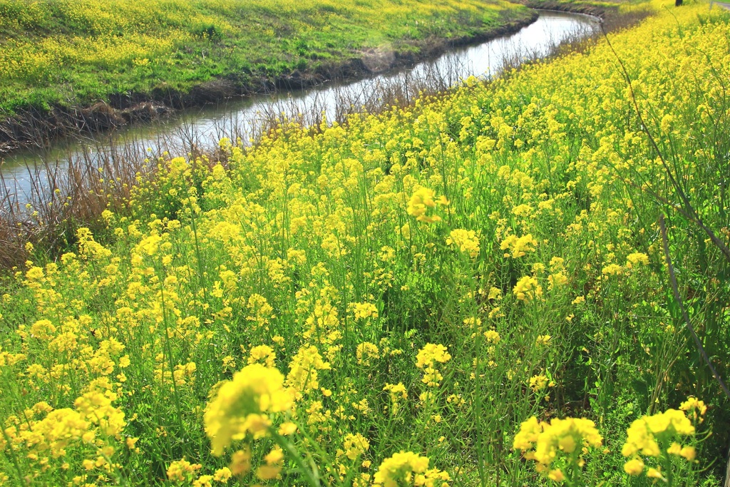 春の小川