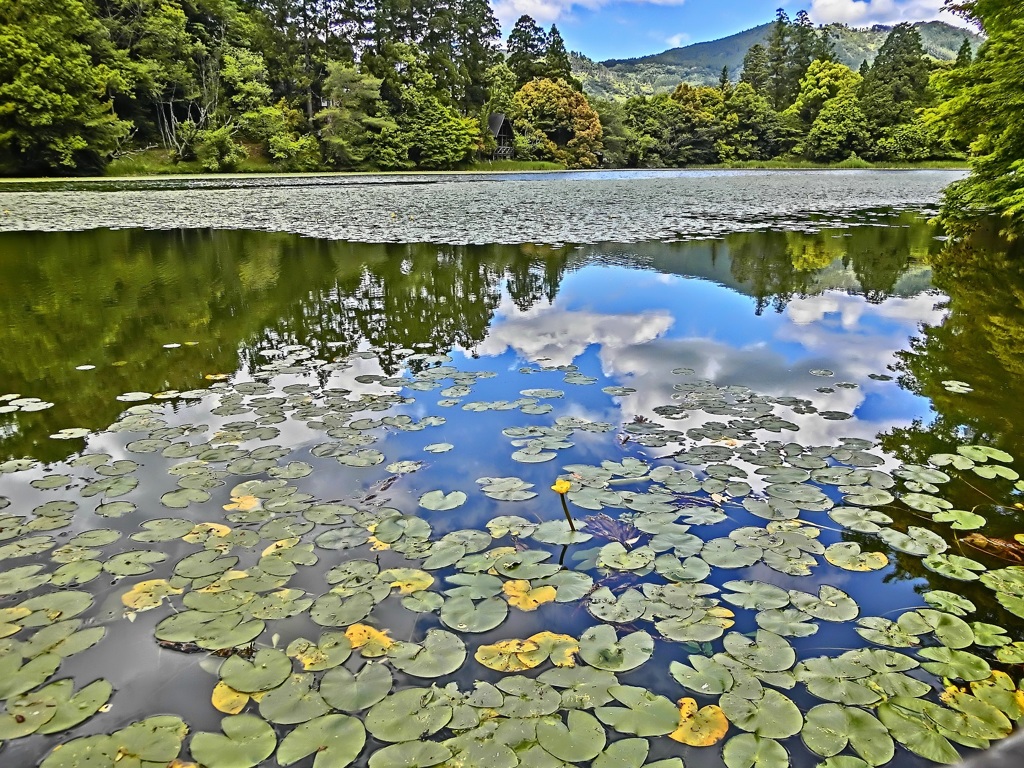 湖畔風景