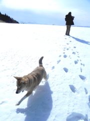 愛犬が走る