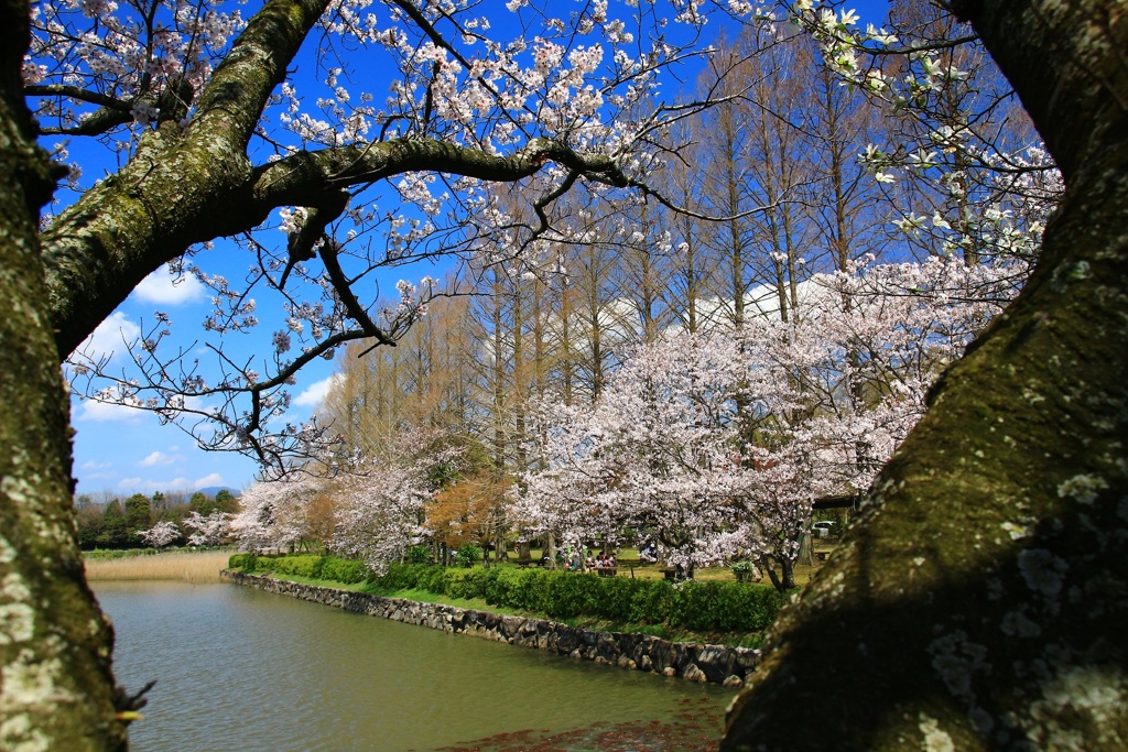 メタセコイヤと桜の森