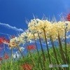 紅白彼岸花