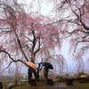 今年は雨がふりませんね・・・